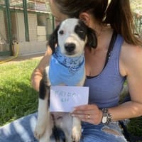 sanfte Frida, Hündin zur Adoption