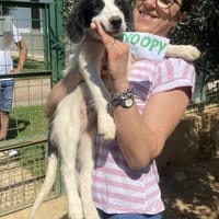 Charmanter junger Snoopy, Hund zur Adoption