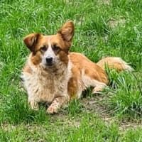 Amy  einfach zauberhaft  Tierschutz, Hündin zur Adoption