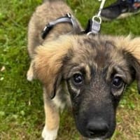 Feya sucht ihre Familie, Hündin zur Adoption