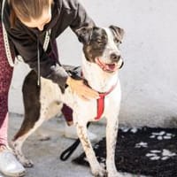 Wer schenkt Archie ein tolles Zuhause?, Hund zur Adoption