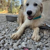 Tano Herz Bube, Hund zur Adoption