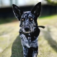 Foxy hätte so gerne endlich eine Familie, Hündin zur Adoption