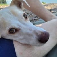Pino sehnt sich nach einem Körbchen, Hund zur Adoption