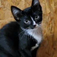 Katzenkind Pablo, Kater zur Adoption