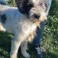 ROCKY - lieber Wuschel im XL-Format, Hund zur Adoption