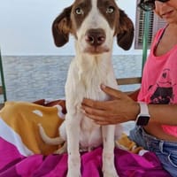 Stitch ein lieber Bube, Hund zur Adoption