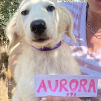 Aurora und der zauberhafte Blick, Hündin zur Adoption