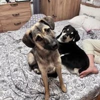Nele möchte deine Familie bereichern♥, Hündin zur Adoption