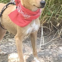TESSA - unkomplizierte Hündin......, Hündin zur Adoption