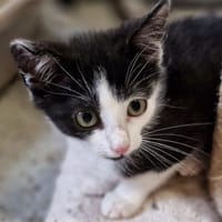Katzenkind Nuri, Katze zur Adoption