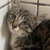 Katzenkind Hildegard, Katze zur Adoption