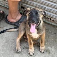 CLAUDY - super soziales Hunde-Mädchen, Hündin zur Adoption