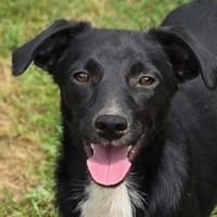 ANDY sucht Körbchen, Hund zur Adoption