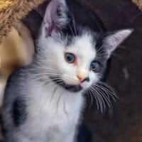 Katzenkind Caro, Katze zur Adoption