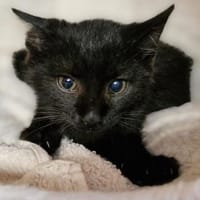 Katzenkind Arnold, Kater zur Adoption