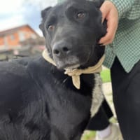 Nio - Toller Rüde auf PS in Sasbach, Hund zur Adoption