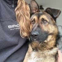 Marley sucht ein aktives Zuhause, Hund zur Adoption