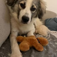 Willow - Zurückhaltender Rüde auf PS, Hund zur Adoption