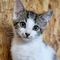 Nami, Katze zur Adoption