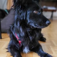 CAPRI ist bereit weiter zu ziehen, Hündin zur Adoption