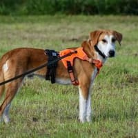 Lenny aus 26556 Schweindorf, Hund zur Adoption