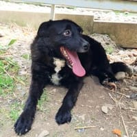 ELVIS möchte adoptiert werden, Hund zur Adoption