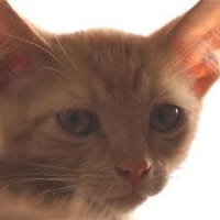 Salem, Hübchen, Hannes und Maddie!, Katze zur Adoption