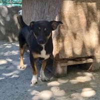 ❤🐾 LENi, unser kleiner Wirbelwind, Hündin zur Adoption