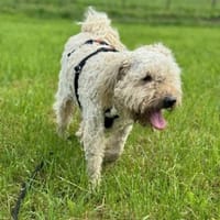 Deni, Hund zur Adoption
