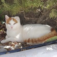 Notfall Jamie sucht liebevolle Familie, Kater zur Adoption