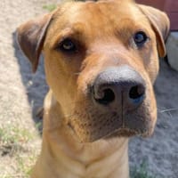 Boomer, Hund zur Adoption