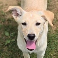 Kleine FARA sucht Zuhause, Hündin zur Adoption