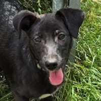 FIFI sucht ihre Menschen, Hündin zur Adoption