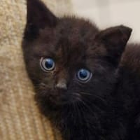 Katzenkind Sammy, Kater zur Adoption