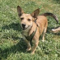 Mira einfach nur toll, Hündin zur Adoption