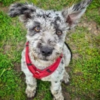 Pierrot wartet auf seine Menschen, Hund zur Adoption