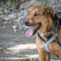 Frieda ist eine freundliche Hündin, Hündin zur Adoption