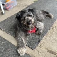 Filip - Toller Rüde auf PS in NRW, Hund zur Adoption