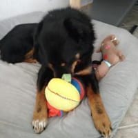 Freundlicher Berner Sennen-Rotweiler-Mix, Hund zur Adoption