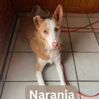NARANJA, w., kastr., Mischling, 43 cm, Hündin zur Adoption