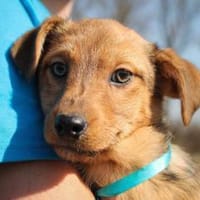 Bucko Mix Hündin 7 Monate alt in 35641, Hündin zur Adoption