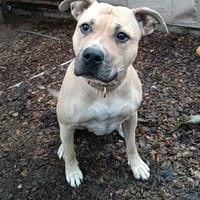 Jelly, Hündin zur Adoption