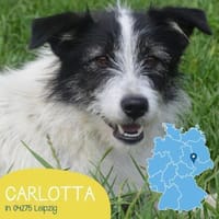 Unkomplizierte Carlotta sucht ihr Zuhaus, Hündin zur Adoption