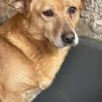 Franzl - ein freundlicher Bub, Hund zur Adoption