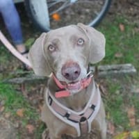 Sally liebe Familienhündin, Hündin zur Adoption