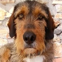 Simba - ein Pechvogel, Hund zur Adoption