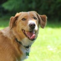 Nina - hübsche Griechin auf der Suche, Hündin zur Adoption