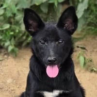 FREYA 2 sucht Familie, Hündin zur Adoption