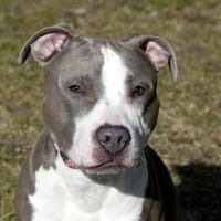 Joker su.hundeerfahrenes Zuhause, Hund zur Adoption